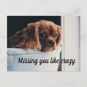Schattige Treurige Pup Die Je Vreselijk Mist Briefkaart