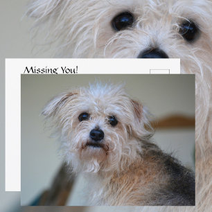 Schattige Treurige Ruige Hond Ontbreekt Jou Fotogr Briefkaart