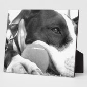 schattige trieste roofhond zwart wit met bal fotoplaat (Zijkant)