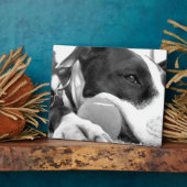 schattige trieste roofhond zwart wit met bal fotoplaat (Zijkant)