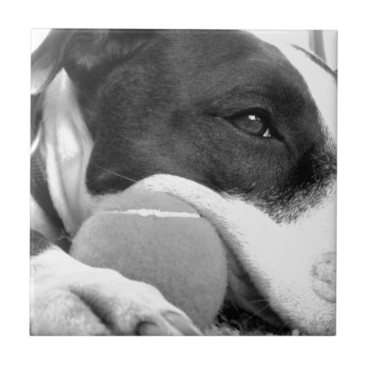 schattige trieste roofhond zwart wit met bal tegeltje (Voorkant)