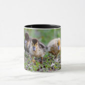 Schattige Triplet Moskovy Ducklings Hardlopen Mok (Midden)