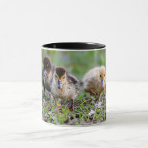 Schattige Triplet Moskovy Ducklings Hardlopen