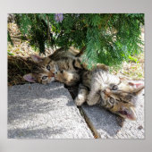Schattige twee kittens, kleine katten, spelen poster (Voorkant)
