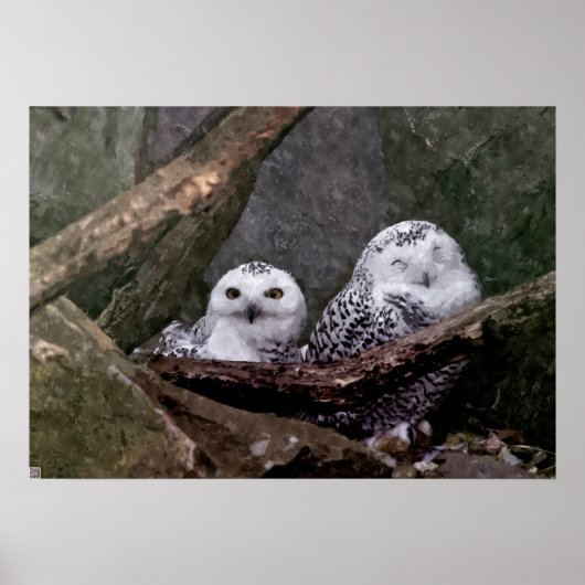 Schattige uilen poster (Voorkant)