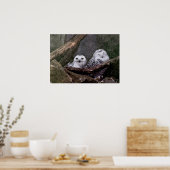 Schattige uilen poster (Keuken)