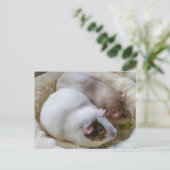 Schattige uitzicht van cavia's briefkaart (Staand voorkant)