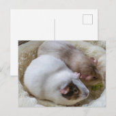 Schattige uitzicht van cavia's briefkaart (Voorkant / Achterkant)