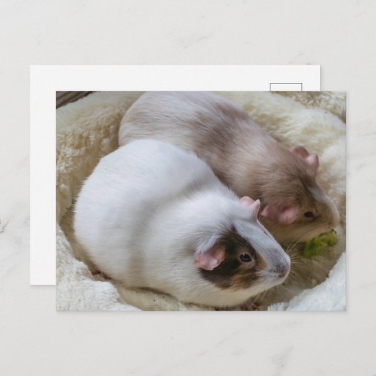 Schattige uitzicht van cavia's briefkaart (Voorkant / Achterkant)