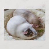 Schattige uitzicht van cavia's briefkaart (Voorkant)