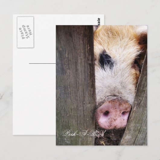 SCHATTIGE VARKEN BRIEFKAART (Voorkant / Achterkant)