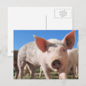 Schattige varkensinkt briefkaart (Voorkant / Achterkant)