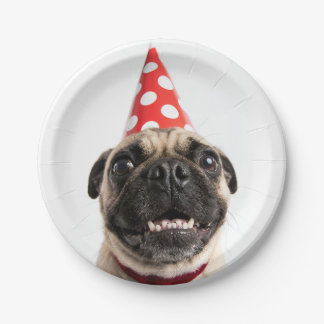 Schattige Verjaardagspug in Rode Feestmuts Papieren Bordje
