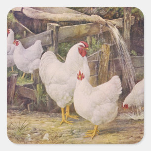 schattige vintage boerderijhaan en kippen vierkante sticker