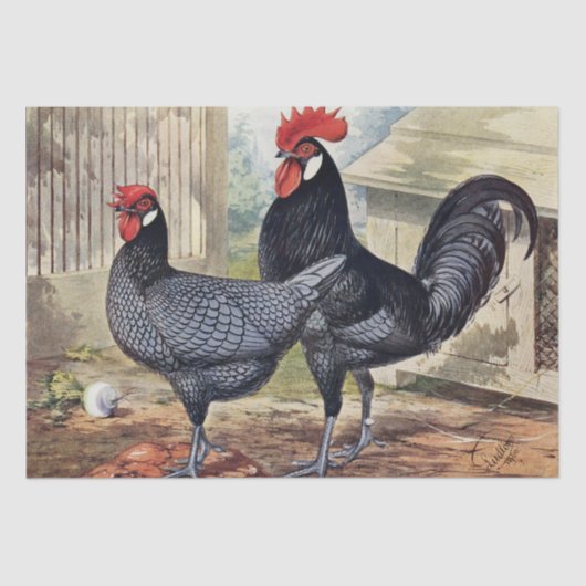 Schattige vintage haan en kip feestje tissuepapier (Voorkant)