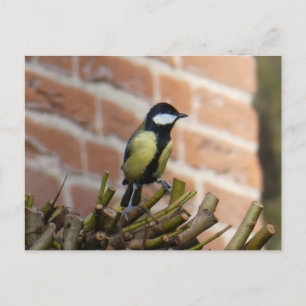 Schattige vogeltje op Top DIY Briefkaart