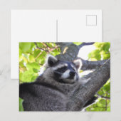 Schattige wasbeer close-up briefkaart (Voorkant / Achterkant)