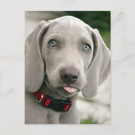 Schattige weimarantaat briefkaart (Voorkant)