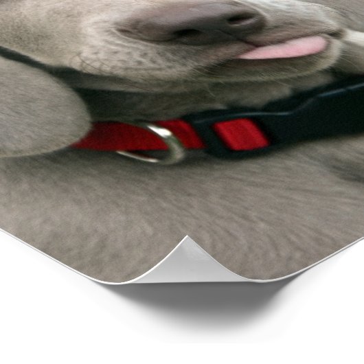 Schattige weimarantaat poster (Hoek)