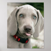 Schattige weimarantaat poster (Voorkant)