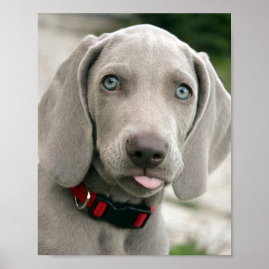 Schattige weimarantaat poster (Voorkant)