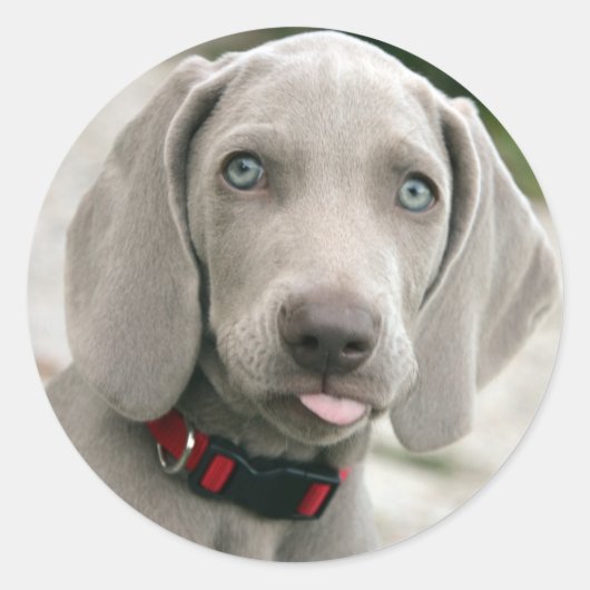 Schattige weimarantaat ronde sticker (Voorkant)