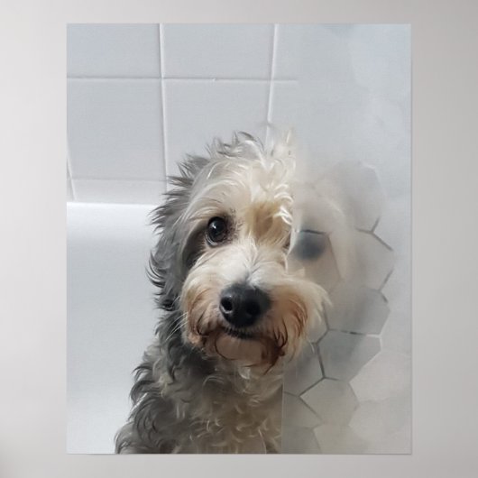 Schattige West Highland White Terrier in Bath Poster (Voorkant)