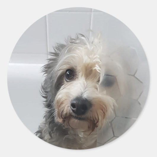 Schattige West Highland White Terrier in Bath Ronde Sticker (Voorkant)