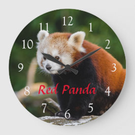 Schattige Wilde Rode Panda Natuur Foto Rode Tekst Grote Klok