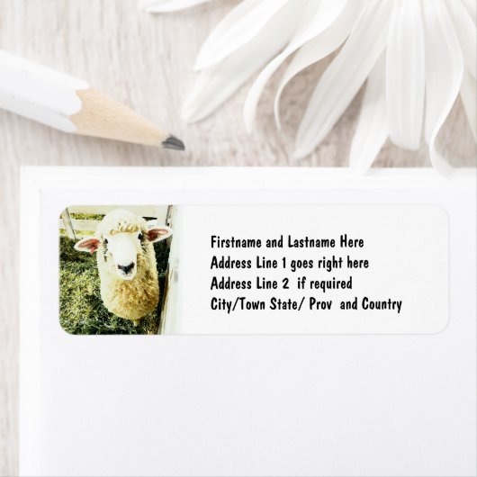 Schattige wit pluizig schaap etiket (Insitu)