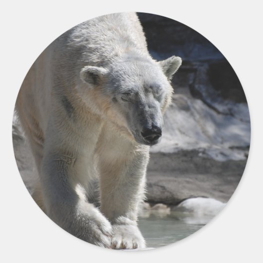 Schattige wit polair Beer Ronde Sticker (Voorkant)