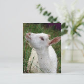 Schattige witte geit briefkaart (Staand voorkant)