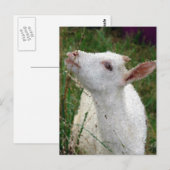 Schattige witte geit briefkaart (Voorkant / Achterkant)