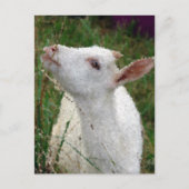 Schattige witte geit briefkaart (Voorkant)