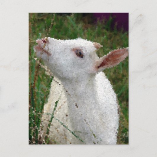 Schattige witte geit briefkaart (Voorkant)