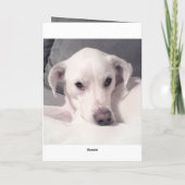 Schattige Witte Hond Grijze Verlies van Huisdier S Kaart (Achterkant)