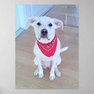 Schattige witte hond met rode sjaal en grappige or poster