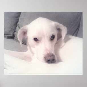 Schattige witte labrador mix hond zit op grijze ba poster