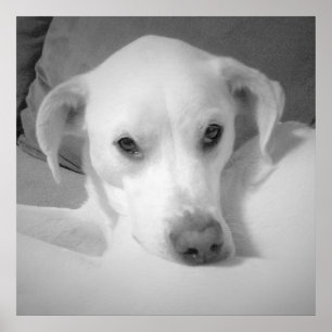 Schattige witte labrador mix zittend op grijze ban poster