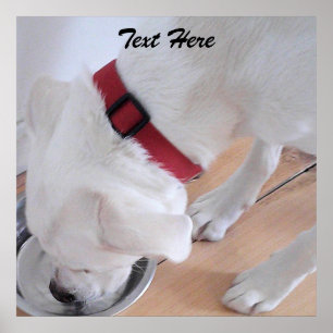 Schattige Witte Labradormengeling Puppie Hond Drin Poster
