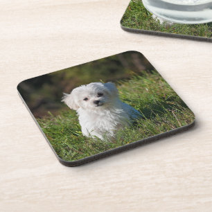Schattige witte puppy bier onderzetter