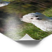Schattige witte puppy foto afdruk (Hoek)