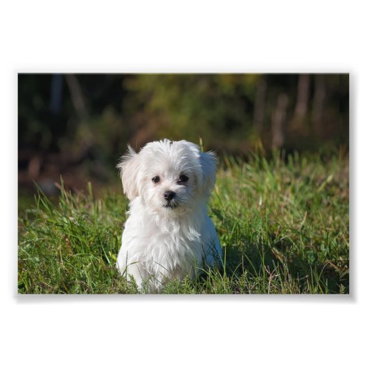 Schattige witte puppy foto afdruk (Voorkant)