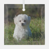 Schattige witte puppy glas ornament (Voorkant)