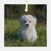 Schattige witte puppy glas ornament (Achterkant)