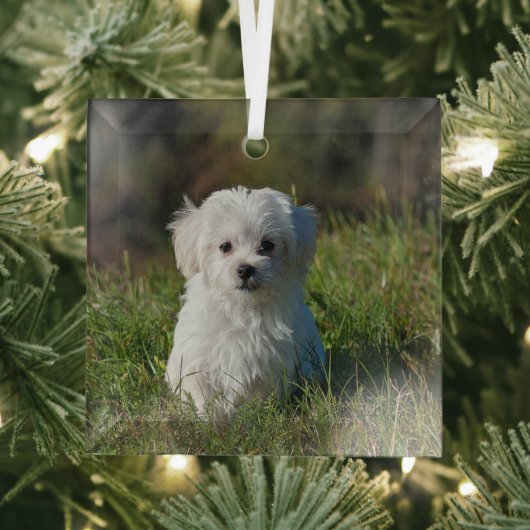 Schattige witte puppy glas ornament (Insitu)