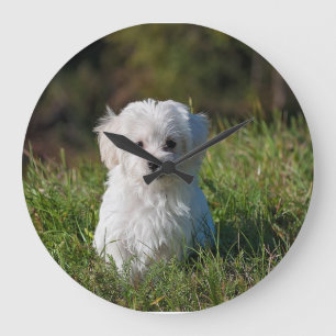 Schattige witte puppy grote klok