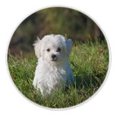 Schattige witte puppy keramische knop (Voorkant)