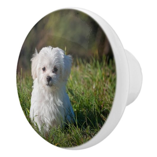 Schattige witte puppy keramische knop (Rechts)