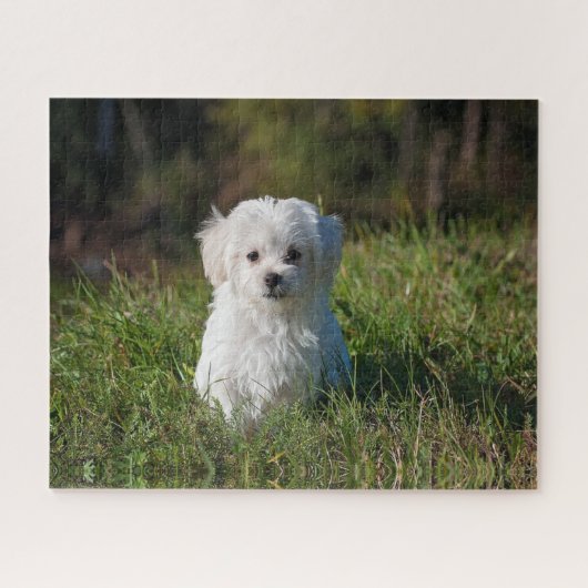 Schattige witte puppy legpuzzel (Horizontaal)